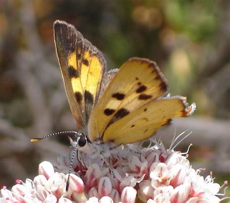 hermes butterfly|Hermes protected species act.